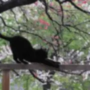 もっきー