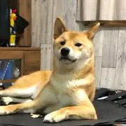 柴ドリル（柴犬飼っています）の画像
