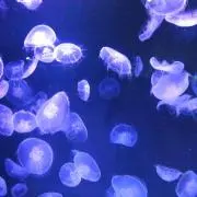 tomo.tの画像