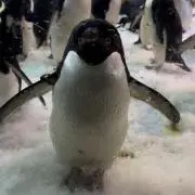 インキャの画像