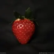 berrys