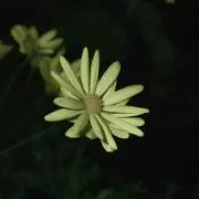 Ambient nature photo