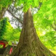幸福縁の画像