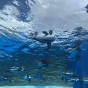 seeの画像