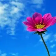 ひまわりの画像