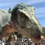 ピーチプーの画像