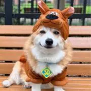 kk