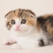 ねこの画像