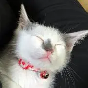 ミサ