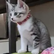 寿司タローの画像