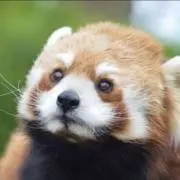 のん