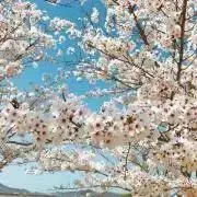 NICOsの画像