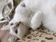 Shiro-nekoの画像