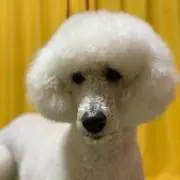 どんぐり