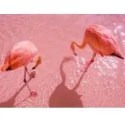 ばぁの画像