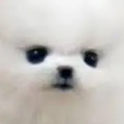 チャメゴン♡の画像