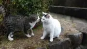 さんごうの画像