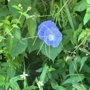 Butterfly peaの画像