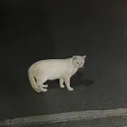 もふふの画像