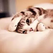 whitecat☆プロフ必読