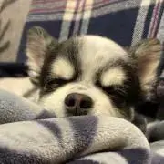 CCの画像