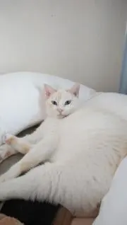 モネ
