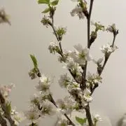 ふらいぱんの画像