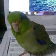 ひなマリモ