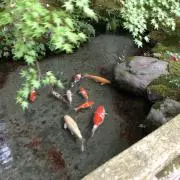 あみ
