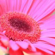 ❀まとめ買い大歓迎❀の画像