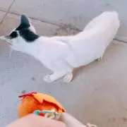 ななほしの画像