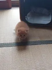 大毅
