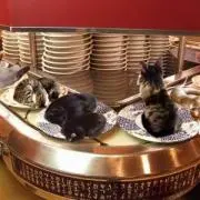 猫カフェ