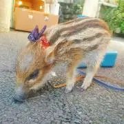 りんご