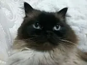 よっち【断捨離中！値下げ歓迎／応相談】の画像