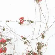 Kの画像