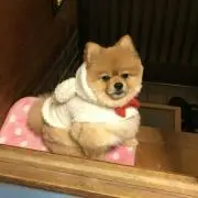 ようこ