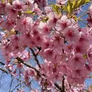 ご確認下さい→発送不定期いきなり購入×の画像