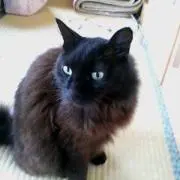 黒猫の画像