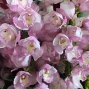 May-jの画像