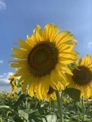 まるこの画像