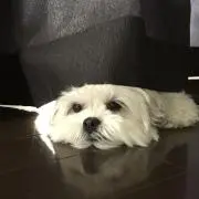 はこおの画像
