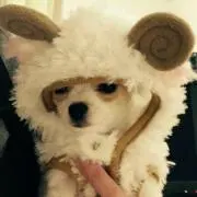 あん