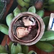 フライバーグの画像