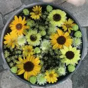 mikoの画像