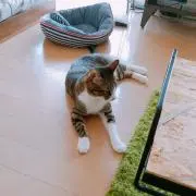 りろりろ