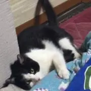 ミャーの画像