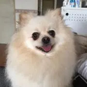 ポメの画像