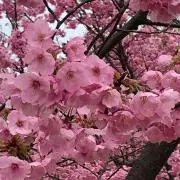 つっくんさんの画像