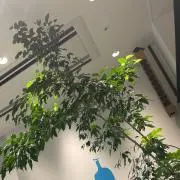 はり＊の画像